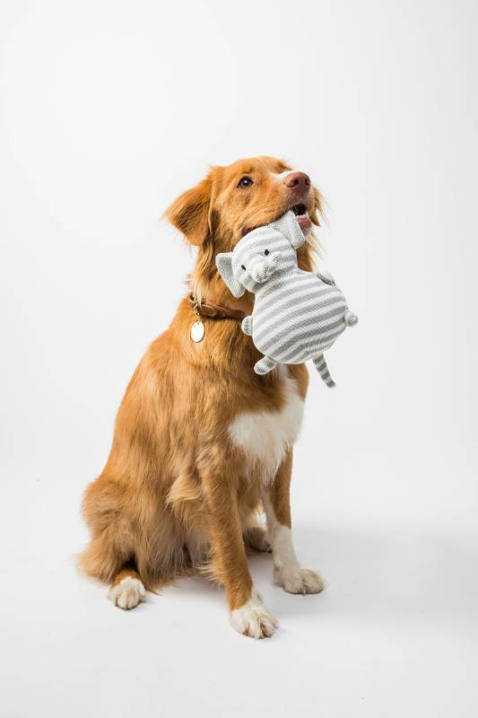 Dog holding a toy
