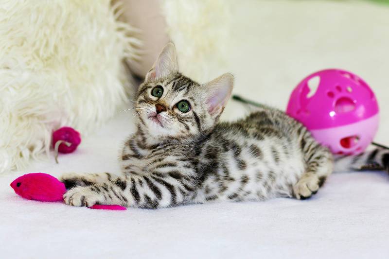Kitten looking up