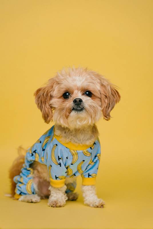 Puppy in a banana suit