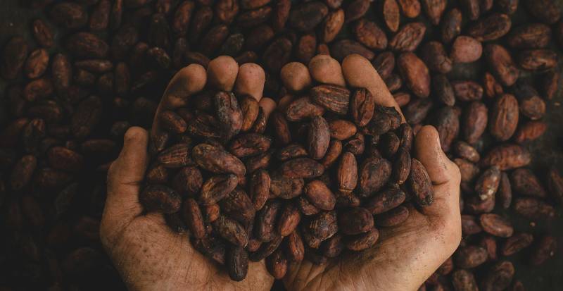 Rich cocoa beans
